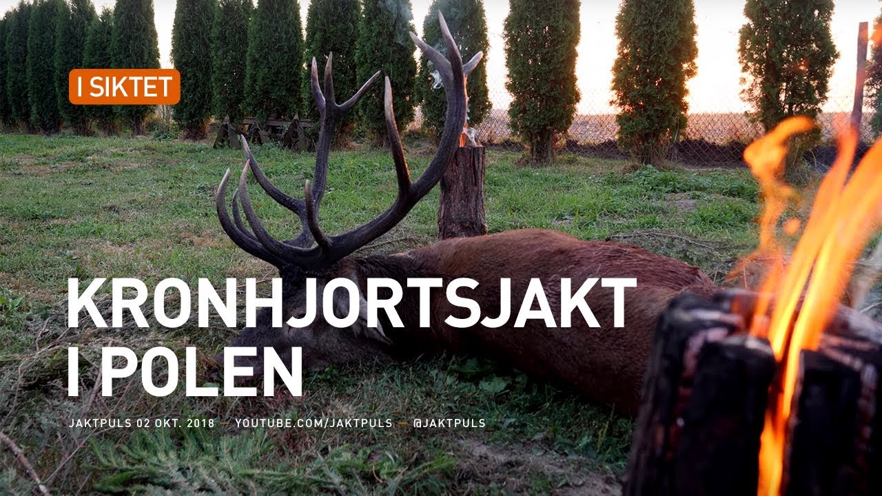 Kronhjortsjakt i Polen