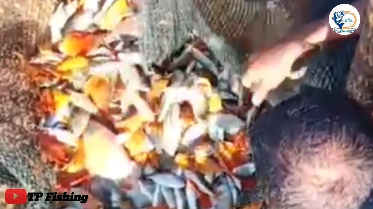 PERANGKAP IKAN PALING JITU, DI JAMIN PANEN SEGALA JENIS IKAN_TEKNIK FISHING TRAP