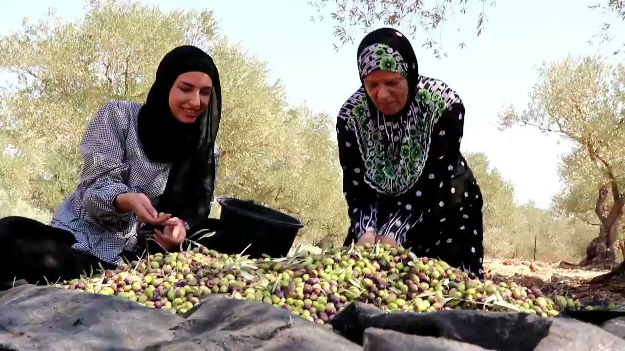 موسم الزيتون في بلدة كفل حارس