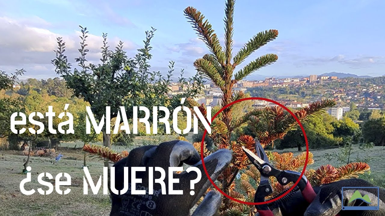 cómo IDENTIFICAR la causa del AMARRONAMIENTO en CONÍFERAS y RECUPERAR un PINO DAÑADO #LdN