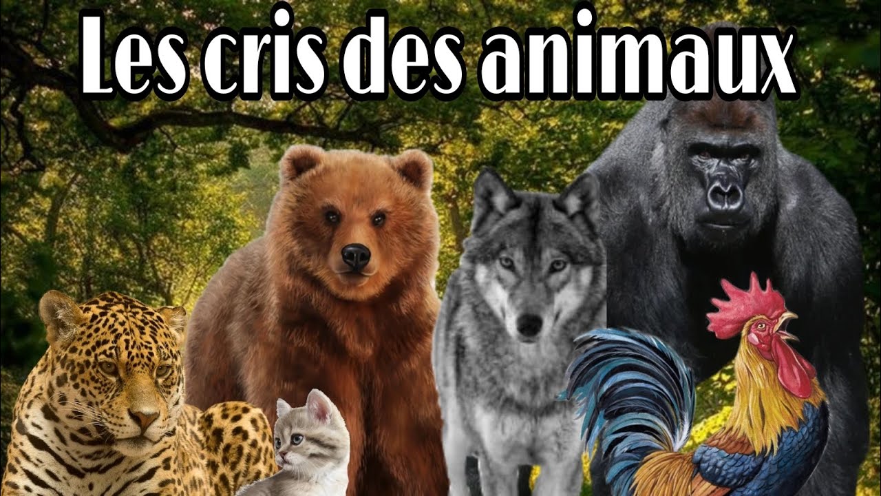 Les cris des animaux pour les enfants!!