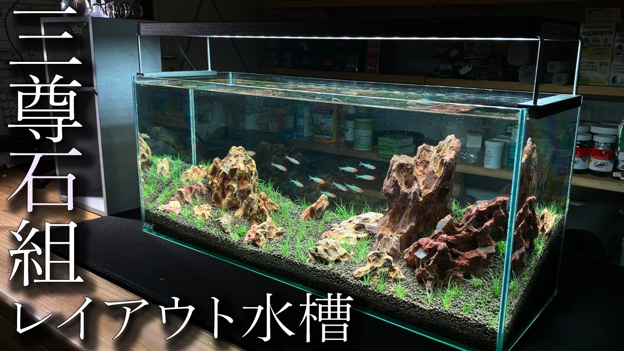 【日本庭園式】プロが60cmレイアウト水槽を三尊石組で立ち上げ！in地球 #11