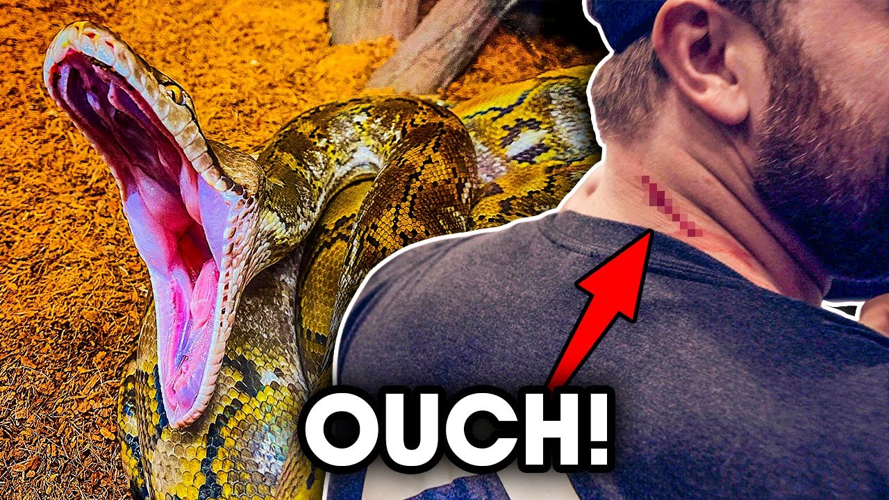 Мой ПЕРВЫЙ УКУС Retic!