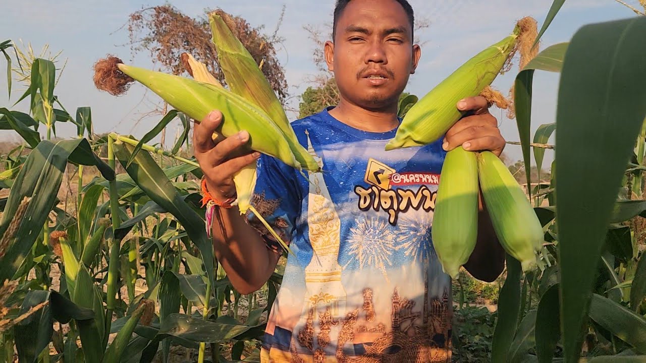 #ขาย​ข้าวโพด​ข้าวเหนียว​ฝากผู้ใหญ่ใจดีอุดหนุนซื้อข้าวโพดซวยหน่อยเด้อ​