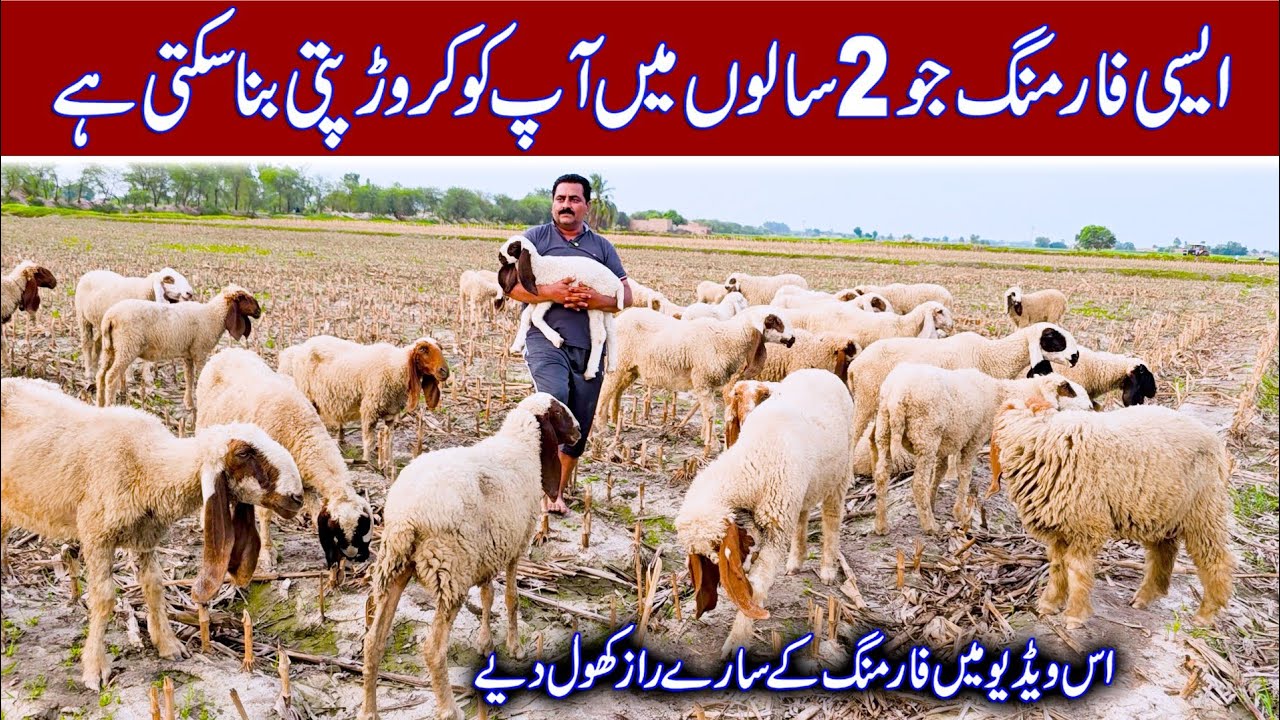 sheep farming in Pakistan | farming | farming in Pakistan | livestock business in Pakistan