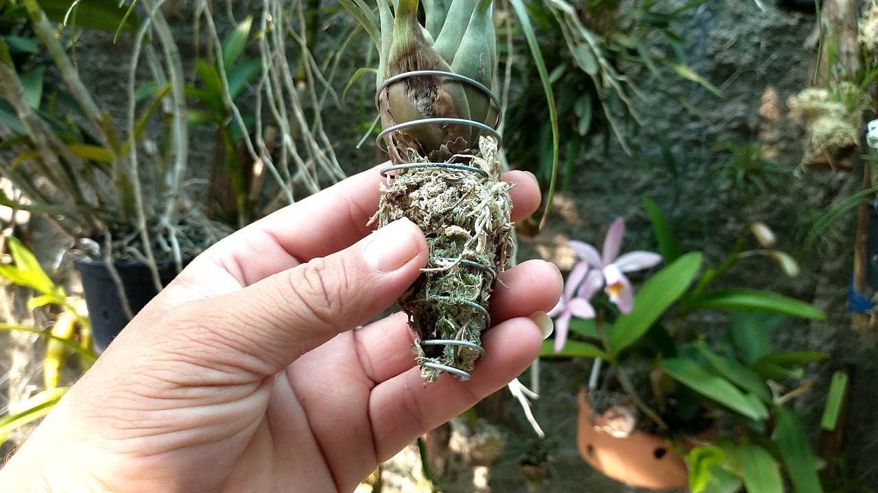 Olha o resultado disso.  Suporte para tillandsia  #tillandsia #orquidea