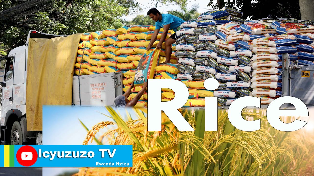 IGIHINGWA CY'UMUCERI MU RWANDA. MENYA IBIHUGU 4 BIGEMURA UMUCERI MWISHI KU ISOKO MPUZAMAHANGA.#rice