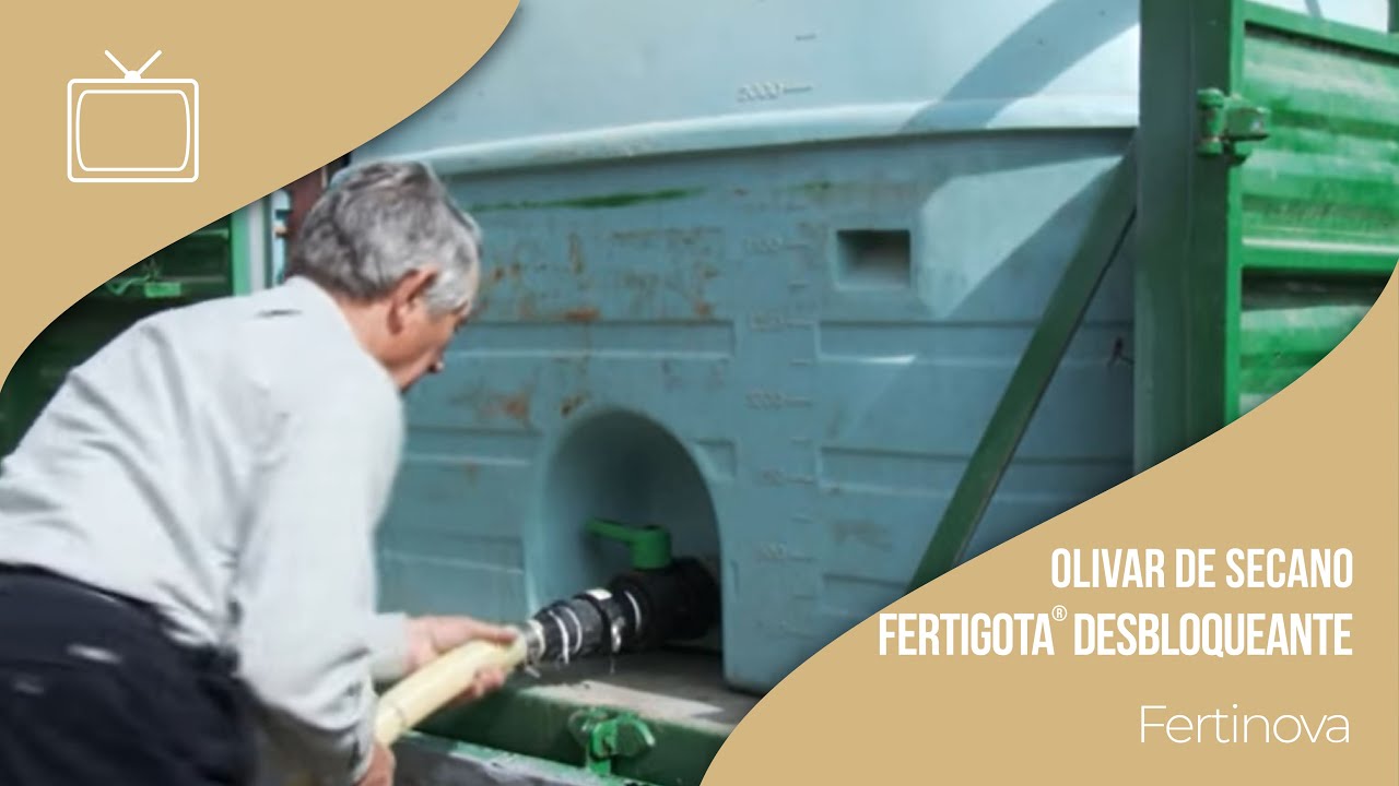 Inyección de Fertigota Desbloqueante en olivar de secano - Herogra Group