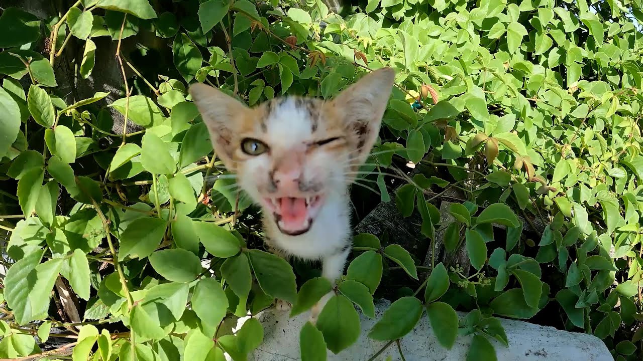 This little kitten very hungry