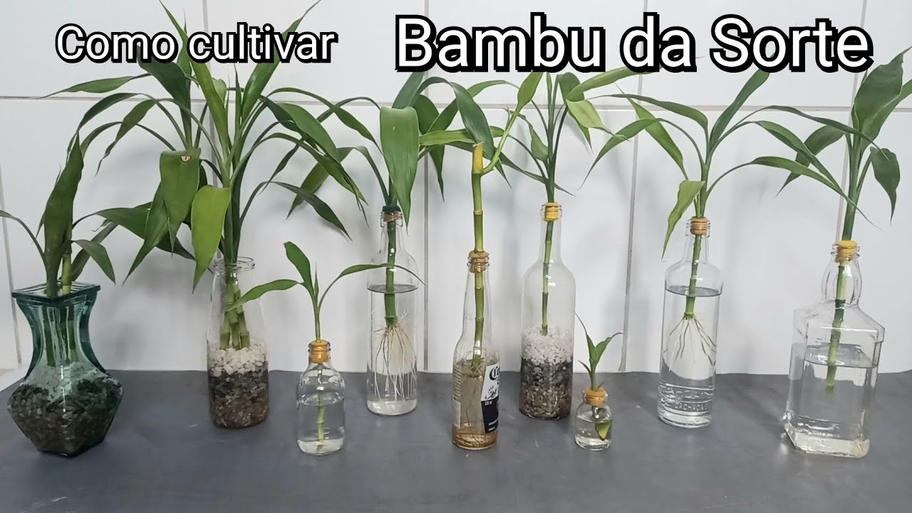 Como plantar Bambu da Sorte, Dracena Sanderiana, Lucky-bamboo dicas de cultivo na água