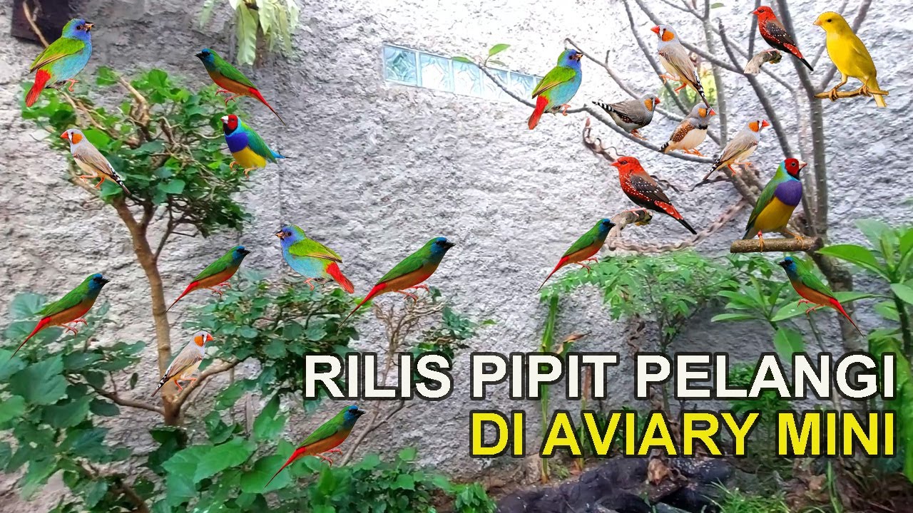 RILIS PULUHAN PASANG BURUNG DI AVIARY MINI