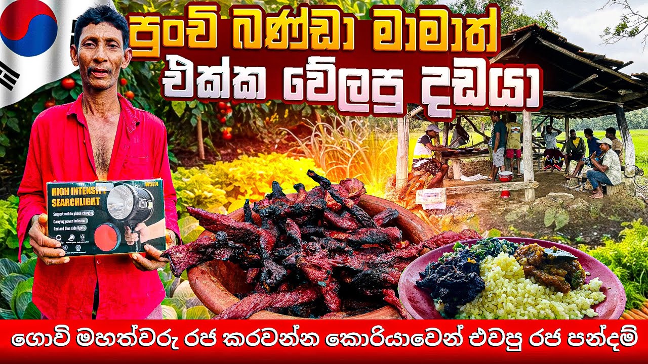 පුංචි බණ්ඩා මාමාත් එක්ක වේලපු දඩයා 🥩 #village ගොවි මහත්වරු රජ කරවන්න කොරියාවෙන් එවපු රජ පන්දම් 🔦🐘