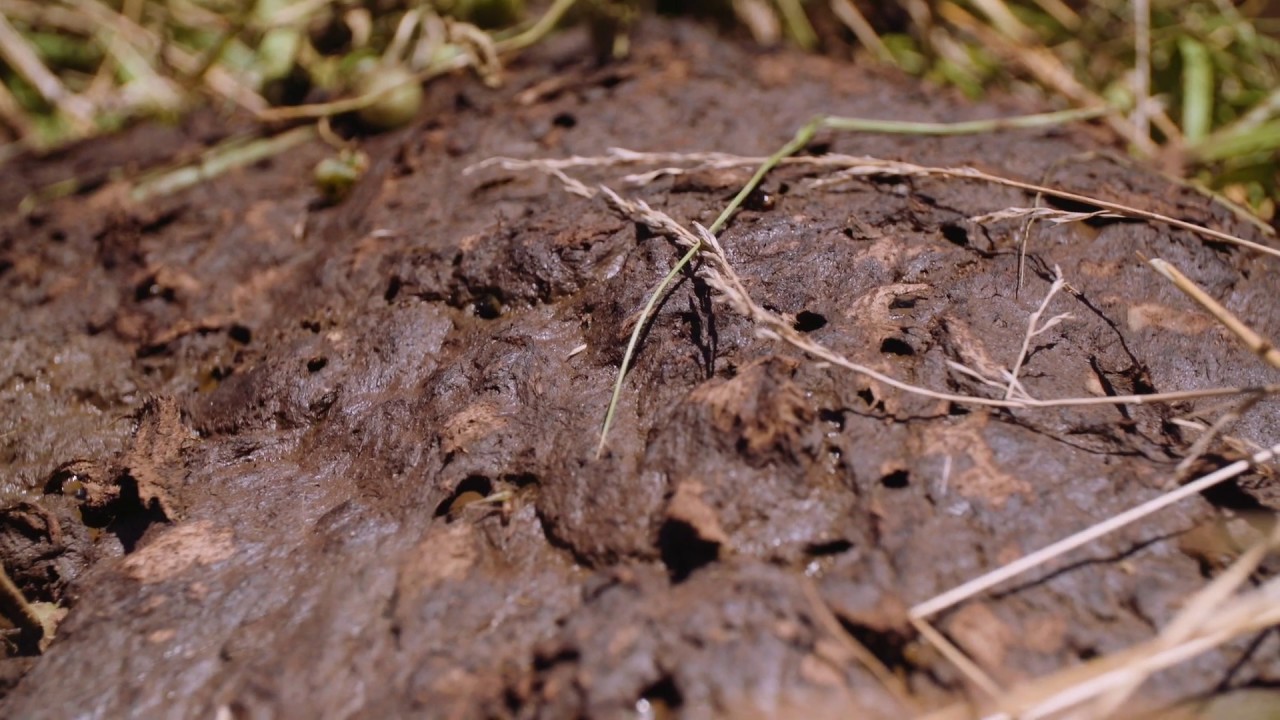 Adaptive Grazing 101: Why are Dung Beetles Important?