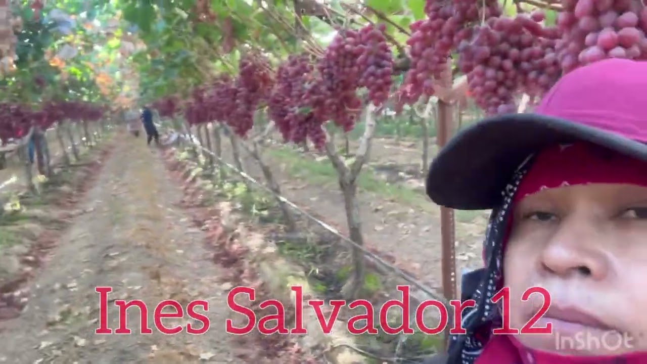 🇱🇷COSECHA DE UVA ALISON, PURA UVA DE INVIERNO ,QUÉ DELISIA DE 🍇🍇SS