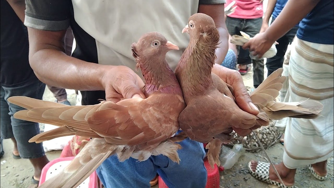 রাজশাহী গিরিবাজ কবুতরের আপডেট দাম জানুন। কাটাখালি কবুতরের হাট, রাজশাহী। ১৬/০৮/২০২৪