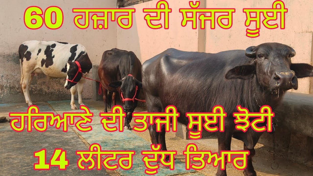 ਫ਼ੋਨ 95926-60561 ਤਾਜ਼ੀਆਂ ਸੂਈਆਂ ਝੋਟੀਆਂ ਤੇ ਗਾਵਾਂ ਬਿਲਕੁੱਲ ਮੁਫਤ ਲੁੱਟ ਲਓ ਮੇਲਾ #my chennal subscribe #