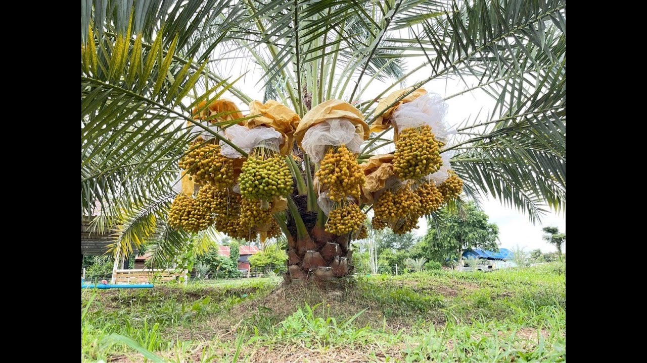 Vườn ch&agrave; l&agrave; m&ocirc; bứng gốc si&ecirc;u khủng