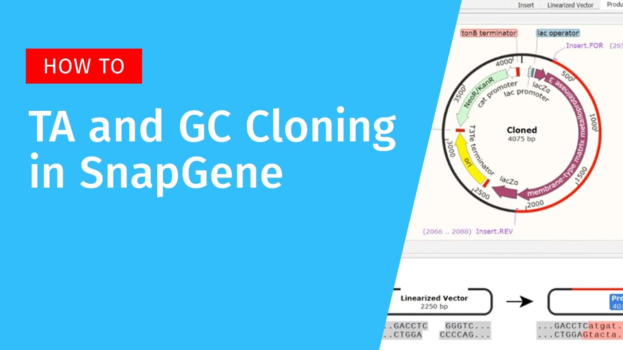 TA and GC Cloning with SnapGene