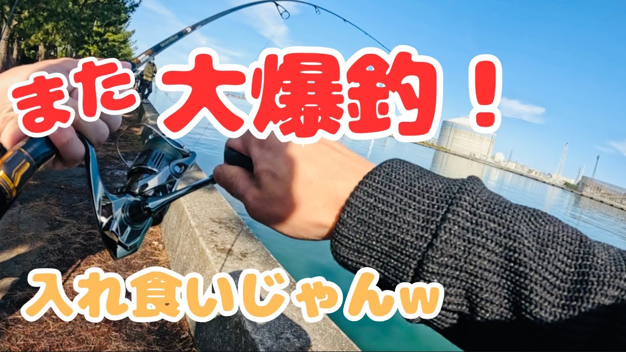 【2月の富山】ミノーでサワラ狙い大爆釣でした❗️