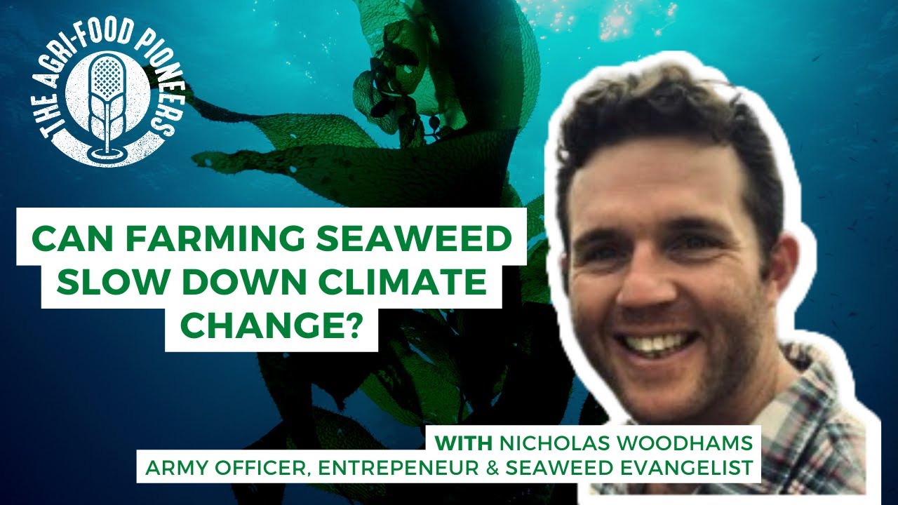 Can farming seaweed slow down climate change?