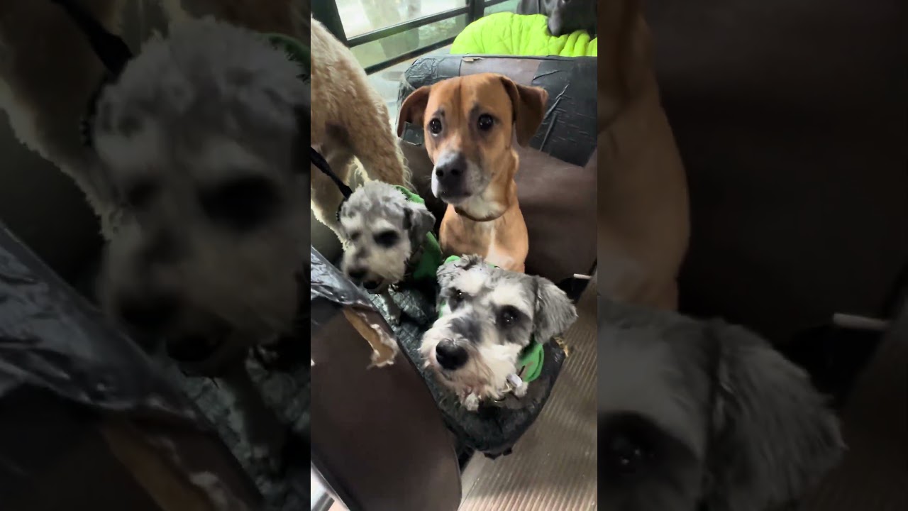 Tuesday snacks! Thank you Wisco Meats 🦴🐾 #dogpack #dogbus