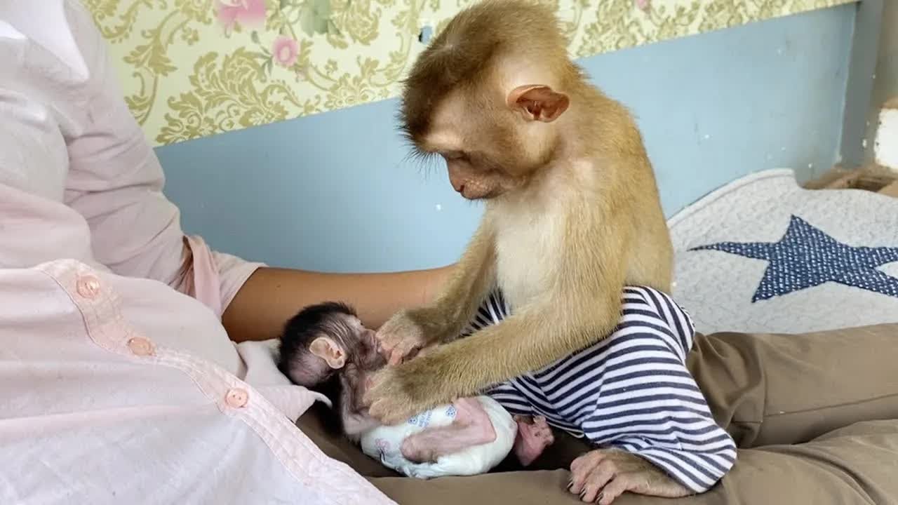 Brilliant DAM Very Tender Grooming Baby Shiba Instead Mom