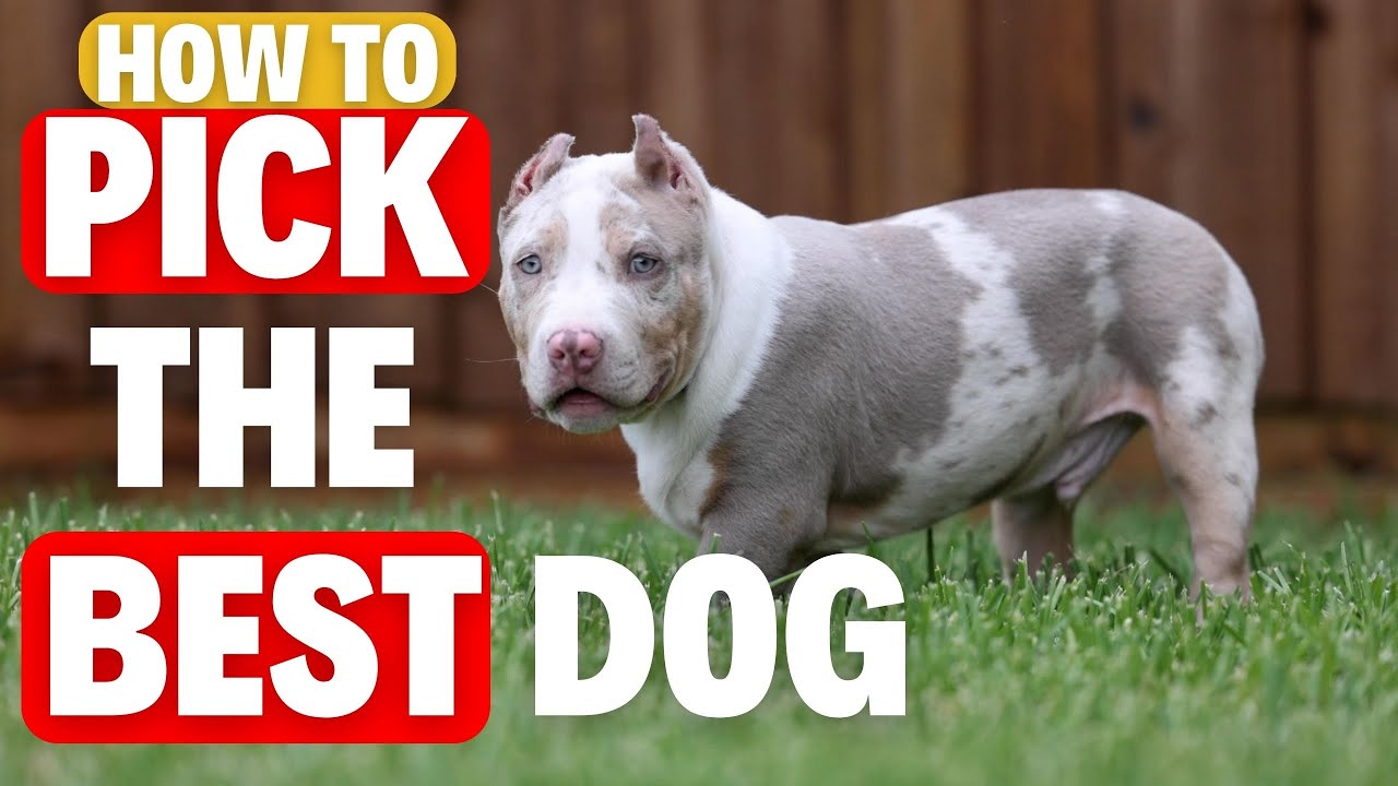 How to CHOOSE the BEST PUPPY!!! (What to Look for)