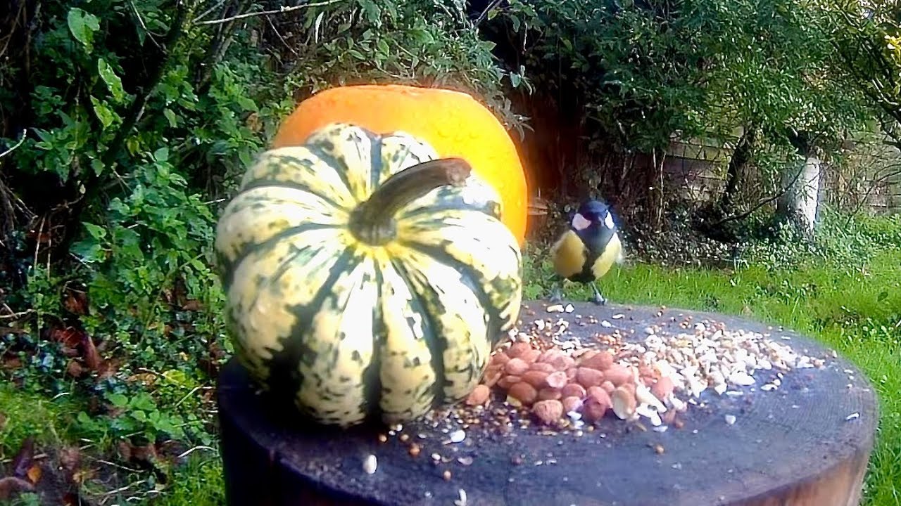 Wild Garden Diary  October 29th-30th