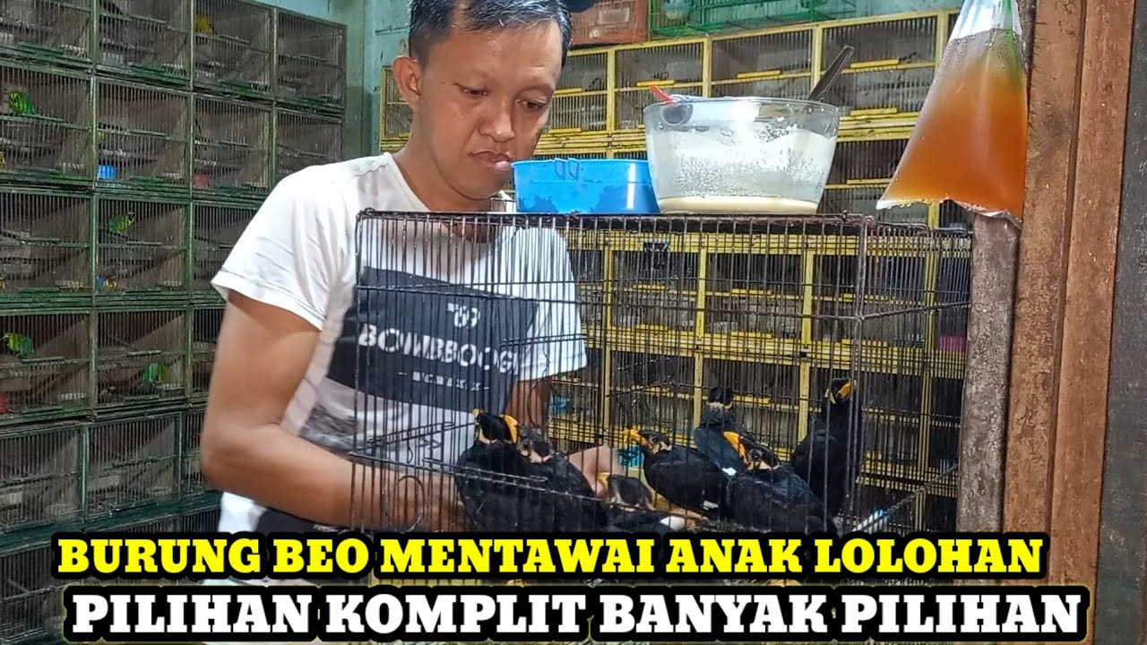 BEO ANAK!!SIDAK HARGA BURUNG DIKIOS KANG DUL PASAR BURUNG PRAMUKA TERBARU HARI INI