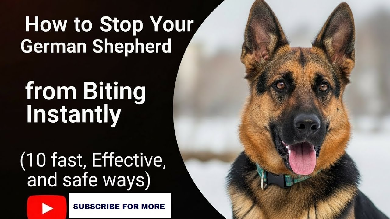 How to Stop Your German Shepherd from Biting Instantly