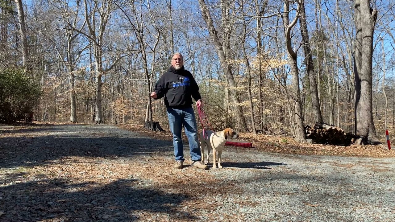 American English Coonhound Puppy Training Advance NC | Freya