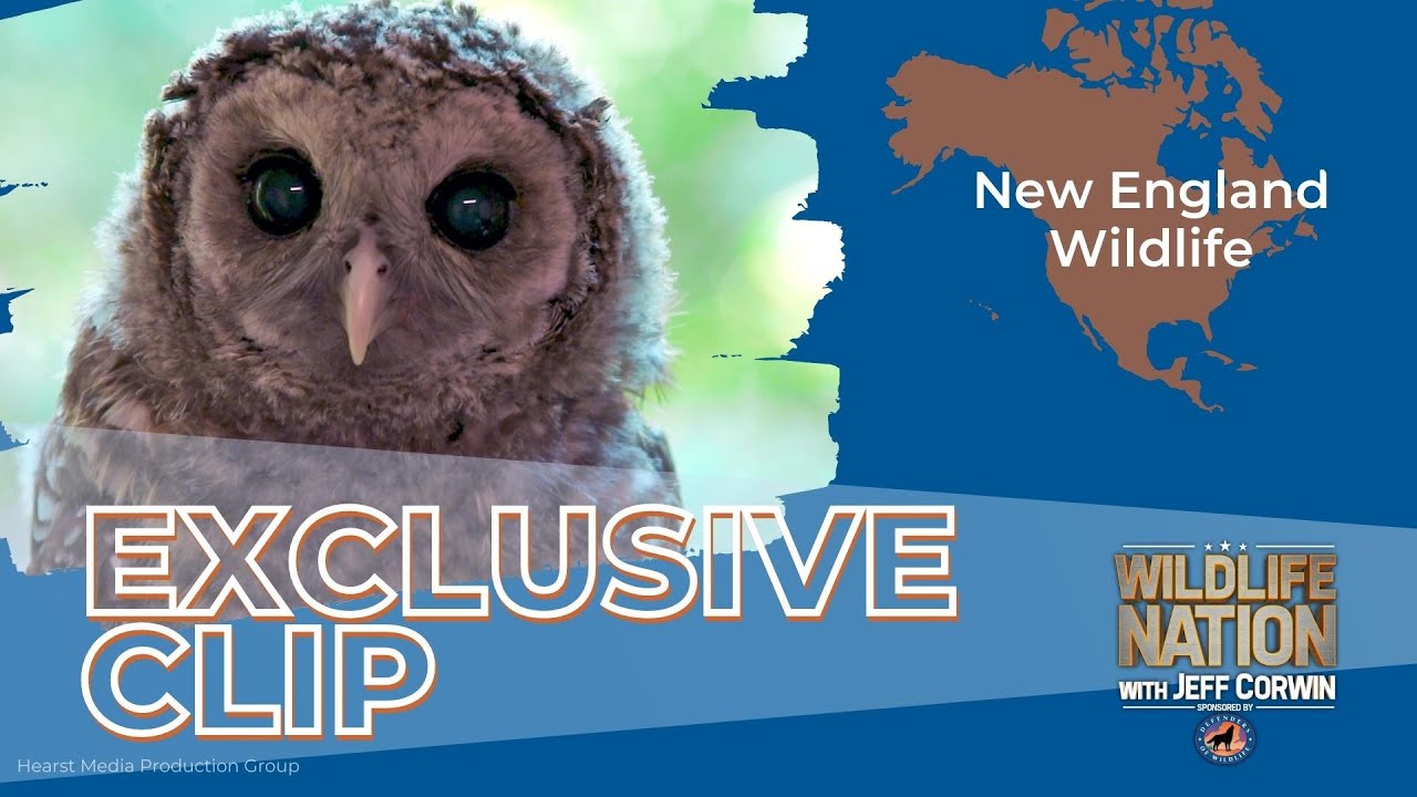 Wildlife Nation Exclusive Clip: New England Wildlife