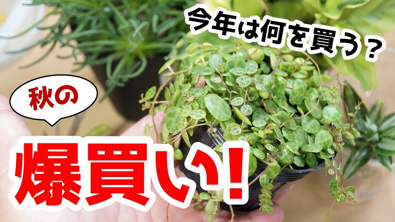 【爆買い】今年もレアな観葉植物を狩ってきました