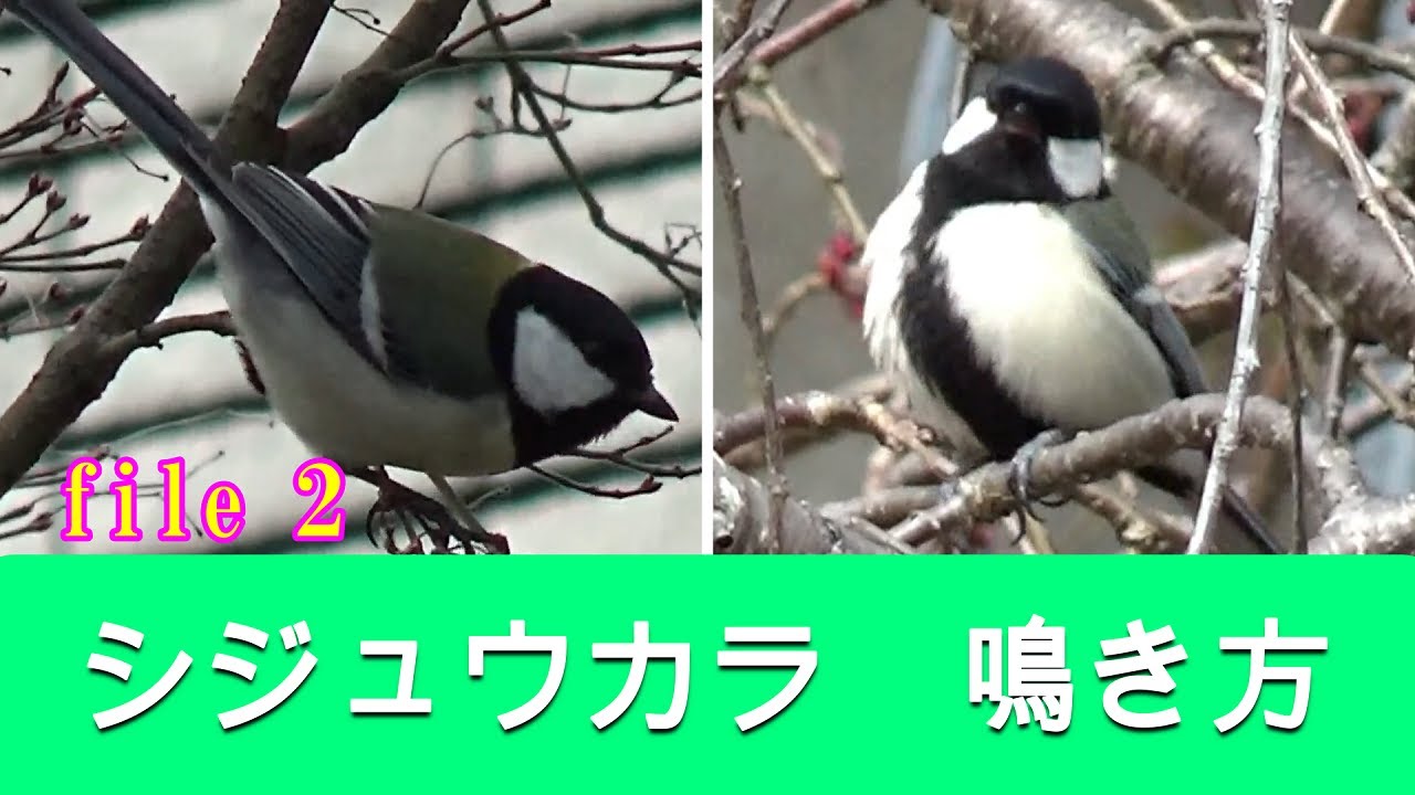 シジュウカラ　鳴き方　(日常会話13種)