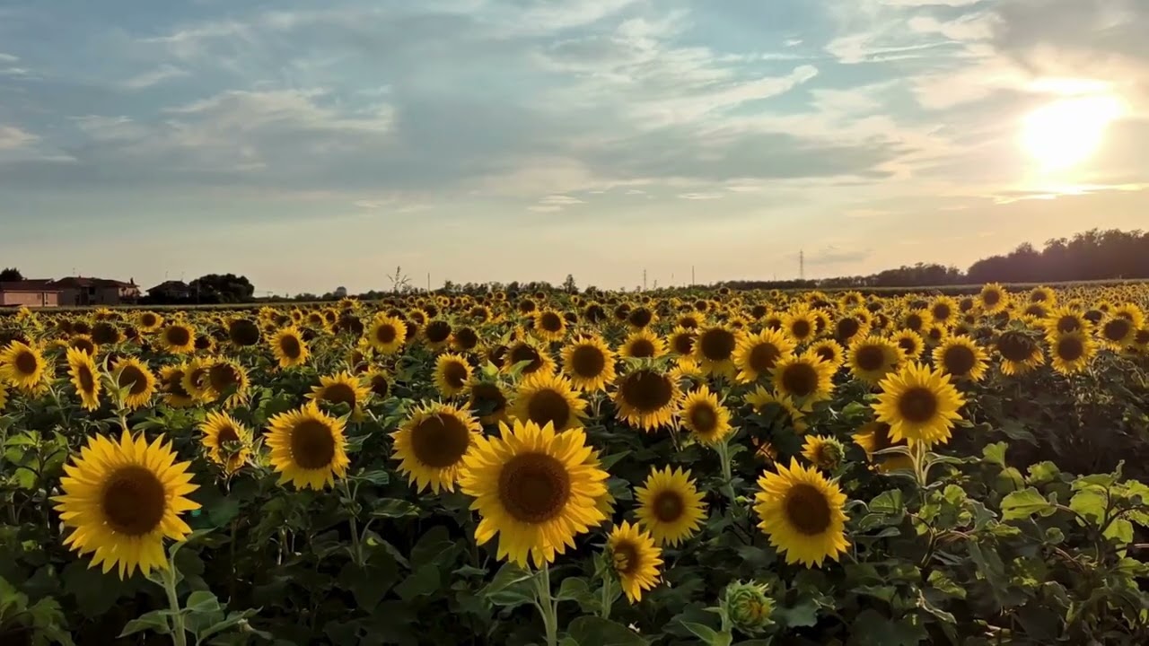Hello Sunflowers :)