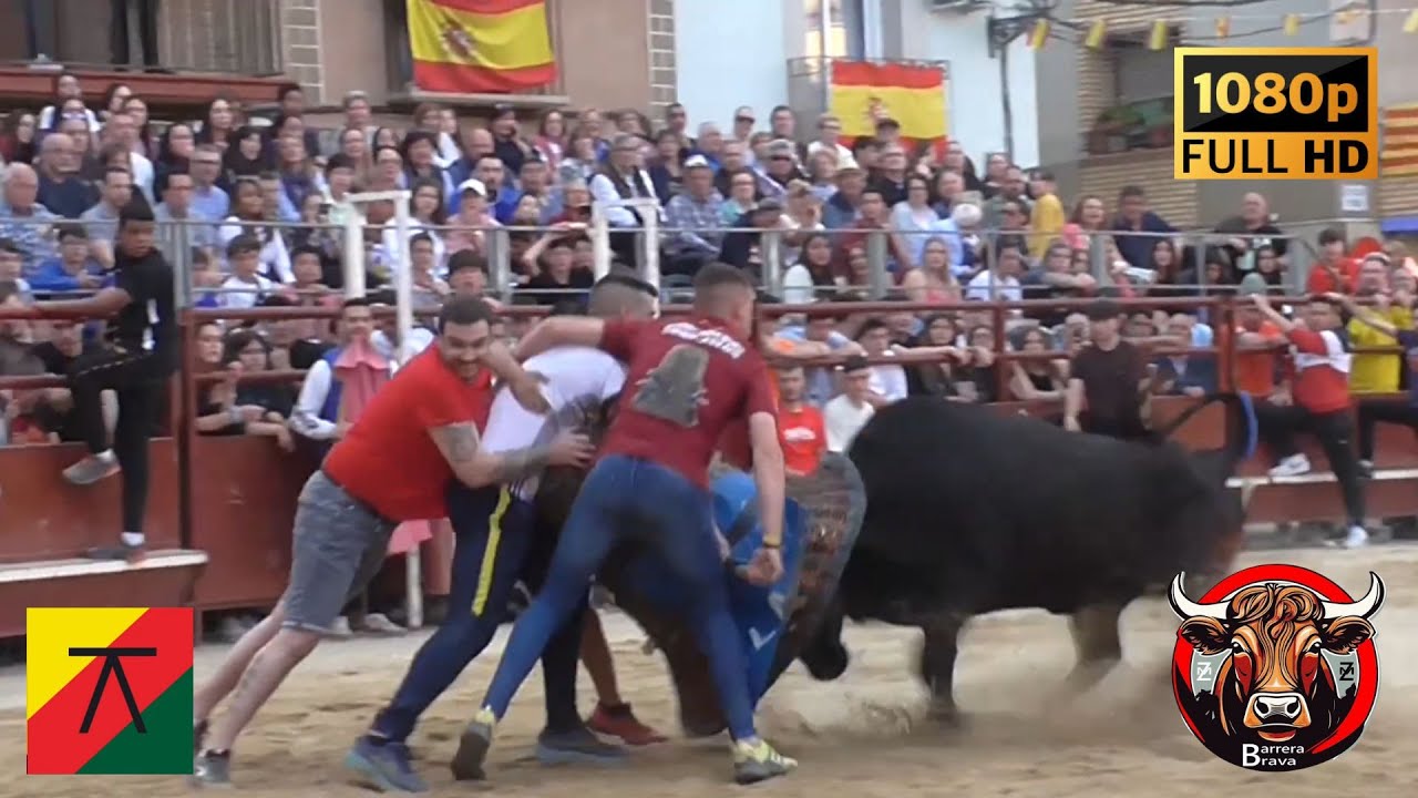 Pinseque. Suelta de Vacas en Plaza | 30/04/2024 | Ganad. Torreana