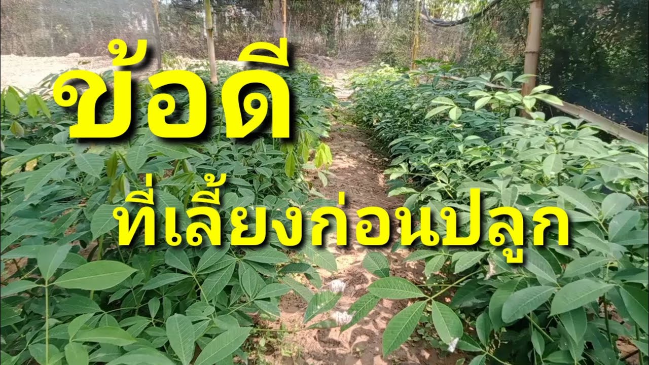 วิธีปลูกยางพาราให้โตเร็ว