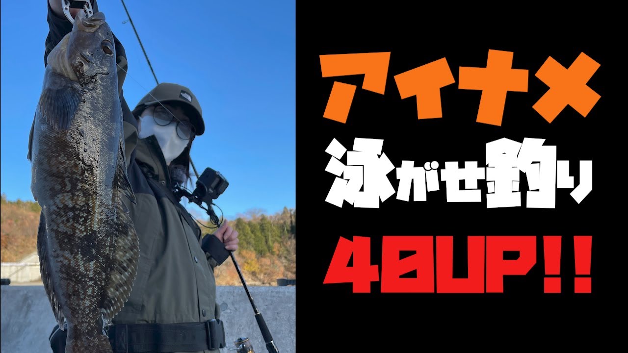 アイナメを釣る！泳がせ釣りで釣る！アナハゼをエサに釣る！