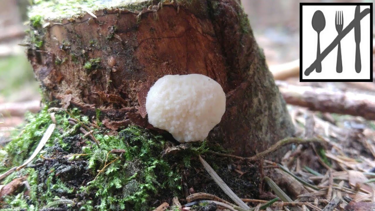 Samotek zmienny (Reticularia lycoperdon) Śluzowiec 04.05.2018