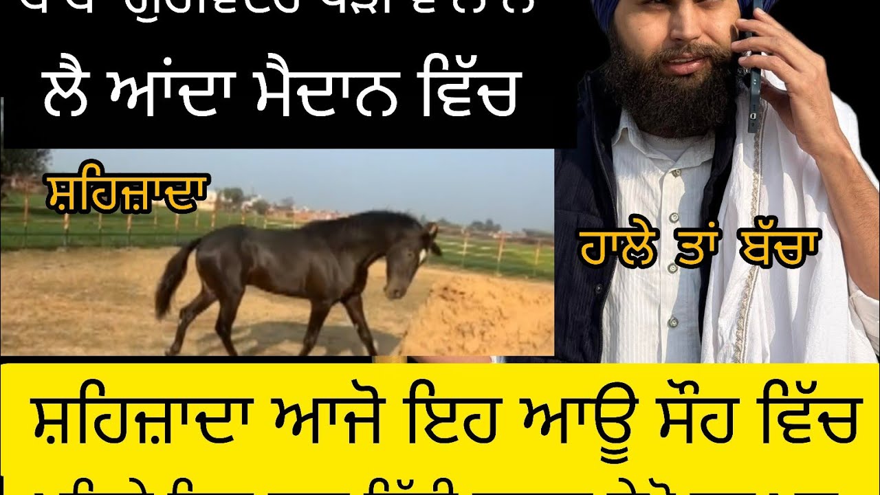ਬਾਬਾ ਗੁਰਵਿੰਦਰ ਖੇੜੀ ਵਾਲੇ ਨੇ ਆ ਲੈ ਆਂਦਾ ਮੈਦਾਨ ਵਿੱਚ ਸ਼ਹਿਜ਼ਾਦਾ ਪੰਜਾਬ ਸ਼ਿੰਗਾਰ ਦੇ ਉੱਤੇ 🔥 Brar Tinkoni Aala 