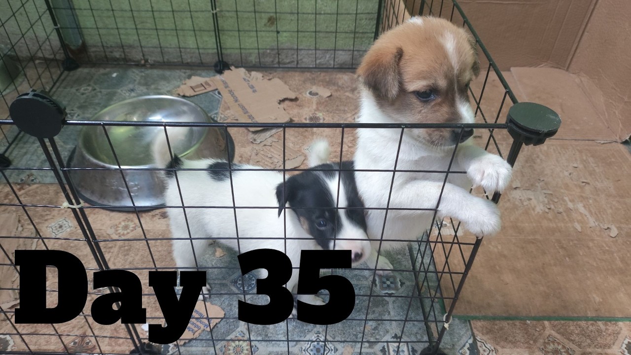 Dogs Life: Day 35 – Puppy Energy Level Today 1 Month and 5 Days