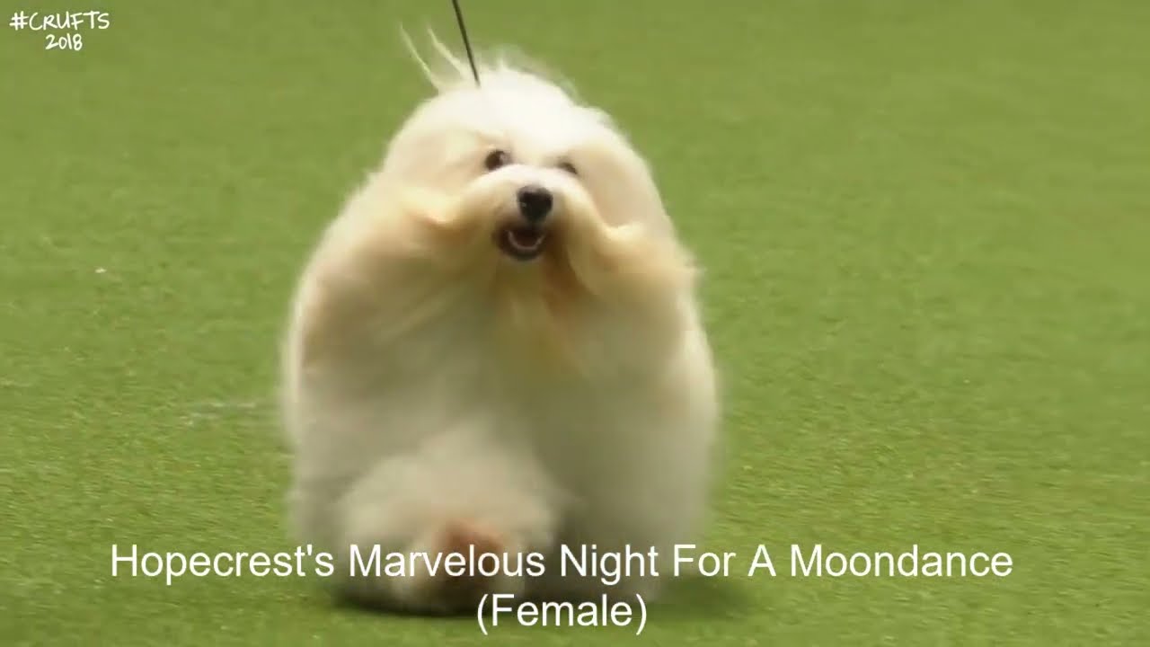 Best of Breed, Toy Group|COTON DE TULEAR|