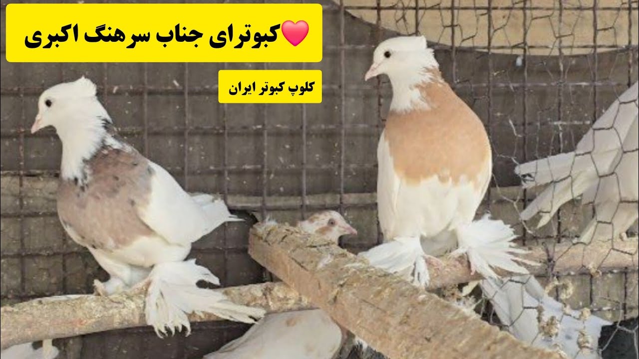 ❤️13 بهمن 1403 کبوترا و مصاحبه با جناب سرهنگ  اکبری از مبارکه iranian high flyers pigeon