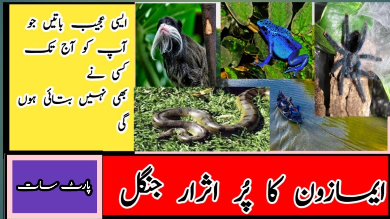 amazon ka jungle | Amazon Rainforest part 7 with informative mujtaba
