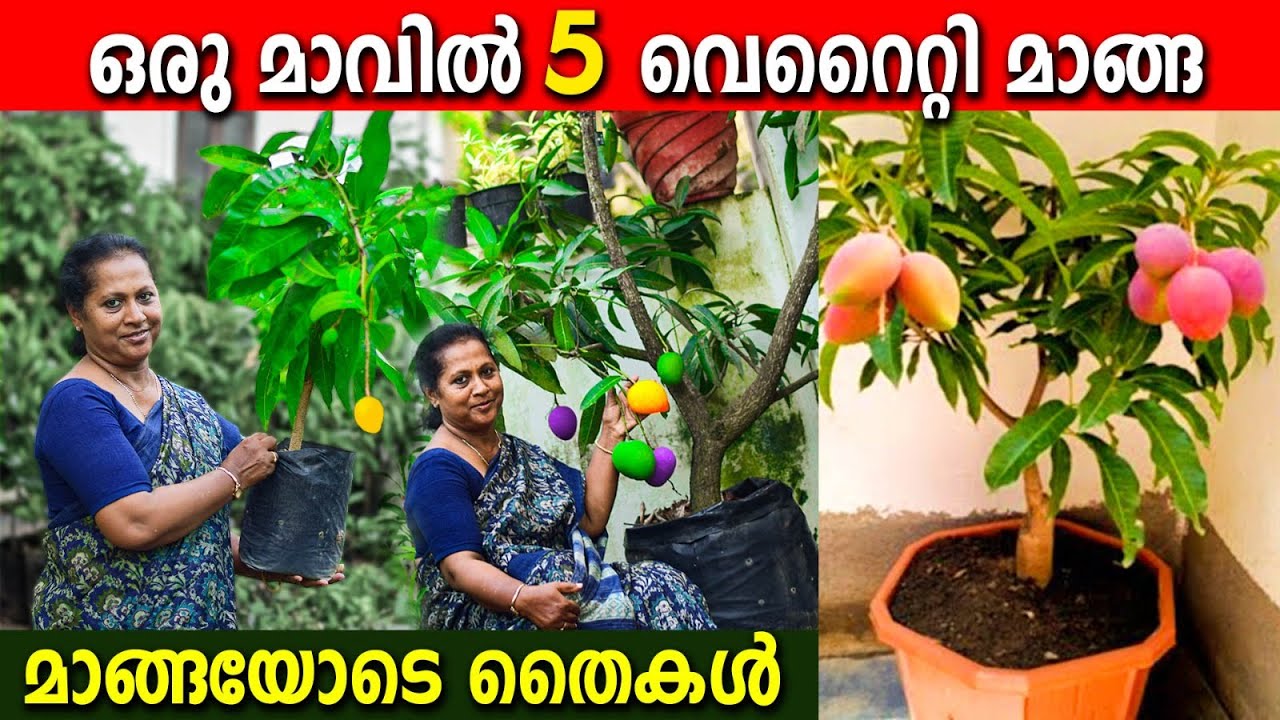 ഒരു മാവിൽ 5 വെറൈറ്റി മാങ്ങകള്‍ MULTI GRAFTED|ഡ്രമ്മില്‍ നിറയെ കായ്ച്ച ഏറ്റവും നല്ല മാവ് വെറൈറ്റികള്‍