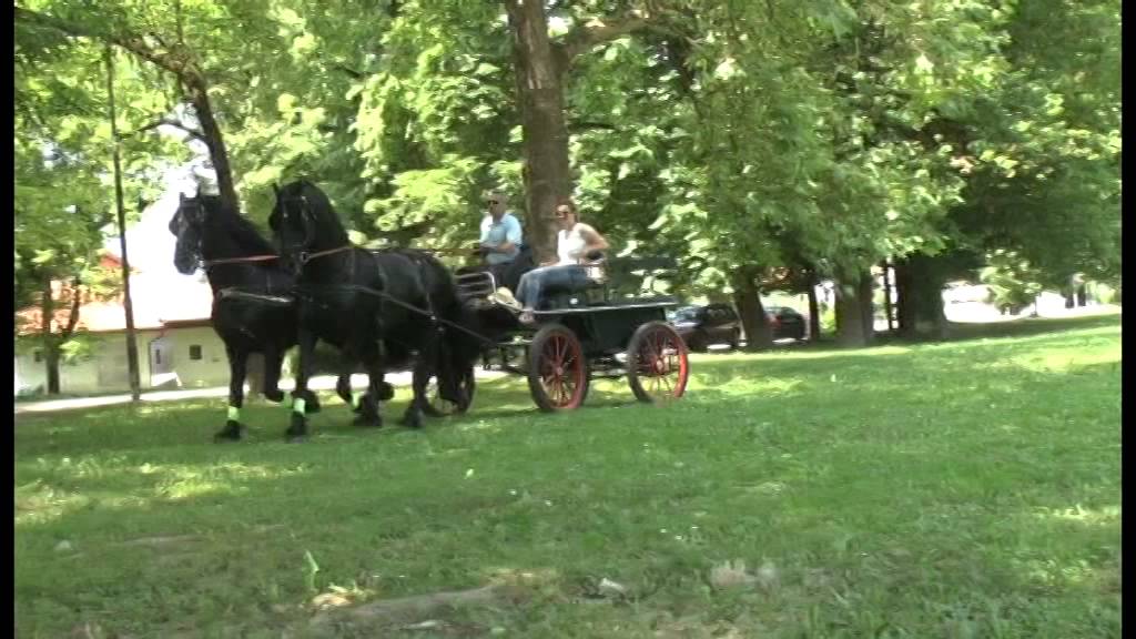 konji Frizijci vlasnik konja Irfan Cepić