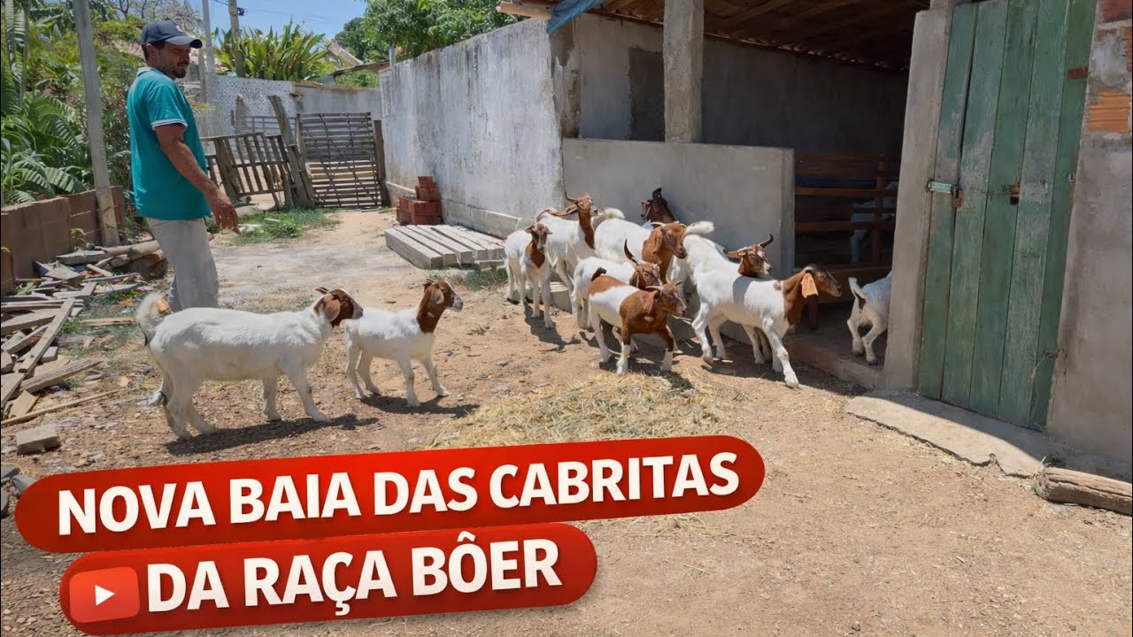 NOVA BAIA das Cabritas da RAÇA BÔER. 