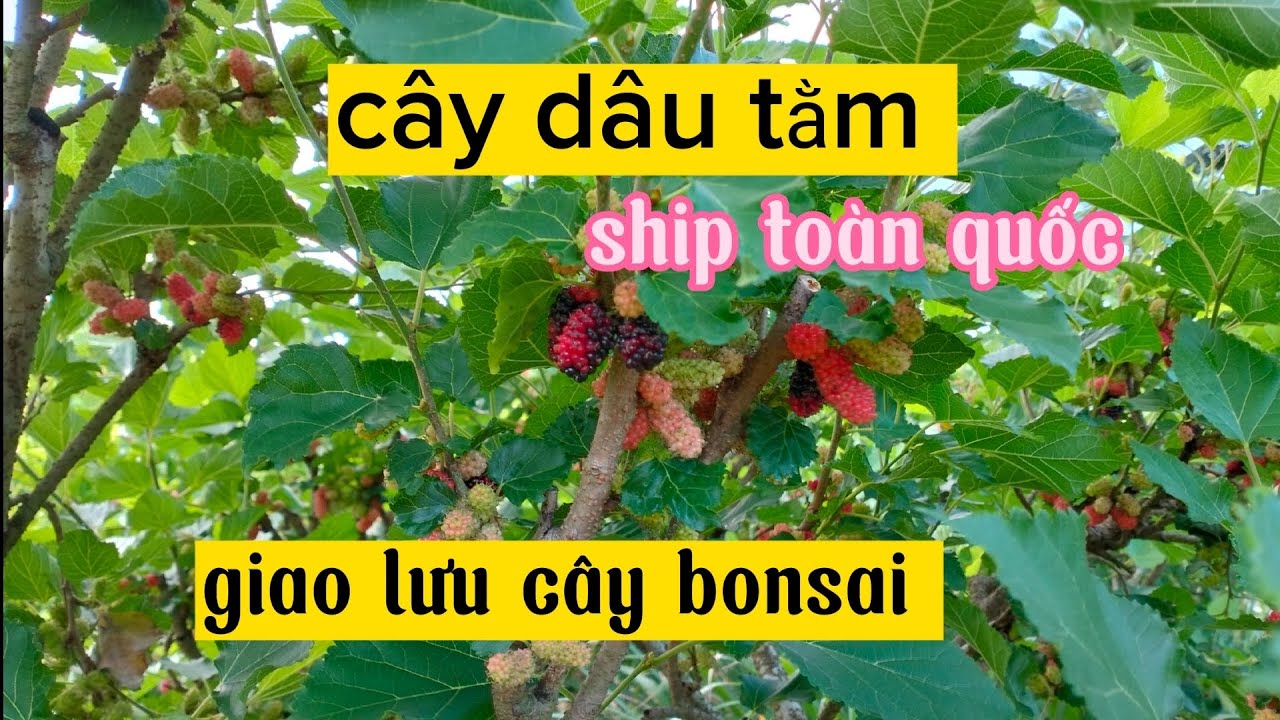 dau tam là trái cây tự nhiên tốt cho sức khỏe của bạn và người thân bạn