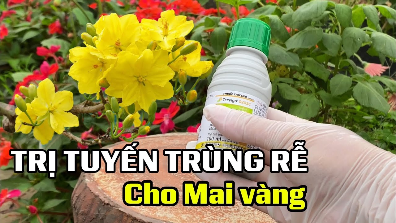 Trị dứt điểm Tuyến trùng rễ cho cây mai vàng sau Tết