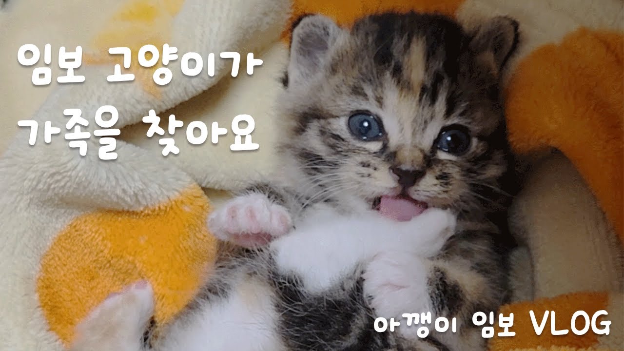 갑자기 시작된 생후 6주 아기고양이 임시보호 일기🐱 귀여움 폭발 육묘Vlog
